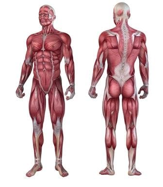 De voor- en nadelen van anabole steroïden