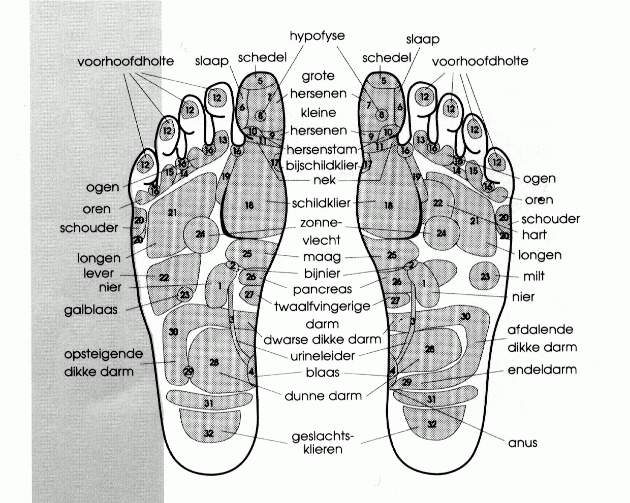 Hoe een voetreflex kaart het lichaam stimuleert zichzelf te genezen